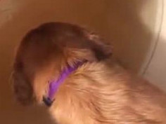 This is why dogs exist.