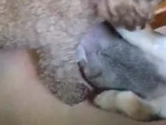 爸爸养的公狗还行吧