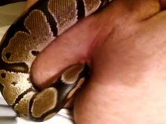 : 蟒蛇入洞 这个简直了