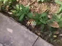 美女主播为了28万任务直播以办卡为由勾引健身教练到公园,突然有人路过吓得赶紧把鸡巴拔出来,美女说：你胆子太小了