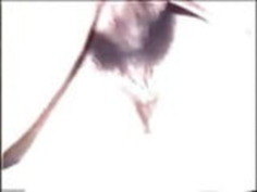 JPNヴィンテージ・プライバエvideo Omunipus No1