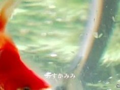 恋人を奪おうとする娘と嫉妬する母｜イクイクXVIDEOS日本人無料エロ動画まとめ