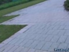 アジアの女の子は公然とおしゃぶりする