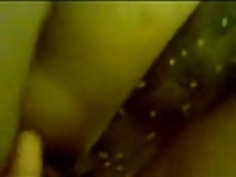 マレーawek gersang