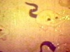 セックスの島の不潔なトゥーンズ