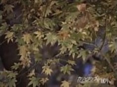 大場ゆい素人時代 ～若気の至りでAV初撮影～