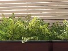 中出し ベロチュー 何度も ベロ 美咲かんな